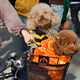 Illustration for article titled The Best Costumes From The Tompkins Square Dog Parade